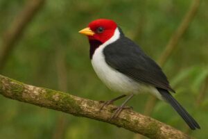 Image of a Yellow-billed Cardinal in its natural habitat