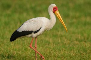 Image of a Yellow billed stork