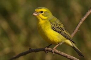 Image of a Yellow-fronted Canary in its natural habitat