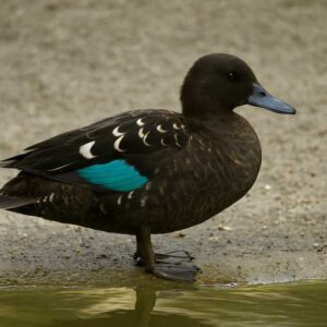 Image of a African Black Duck in its natural habitat