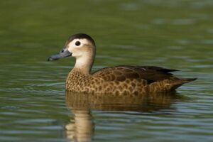 Image of a Andaman Teal in its natural habitat