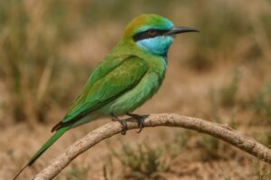 Image of a Arabian Green Bee-eater in its natural habitat