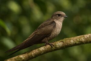 Image of a Asian Palm Swift in its natural habitat