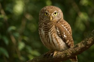 Image of a Asian Barred Owlet in its natural habitat
