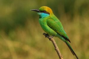 Image of a Asian Green Bee-eater in its natural habitat
