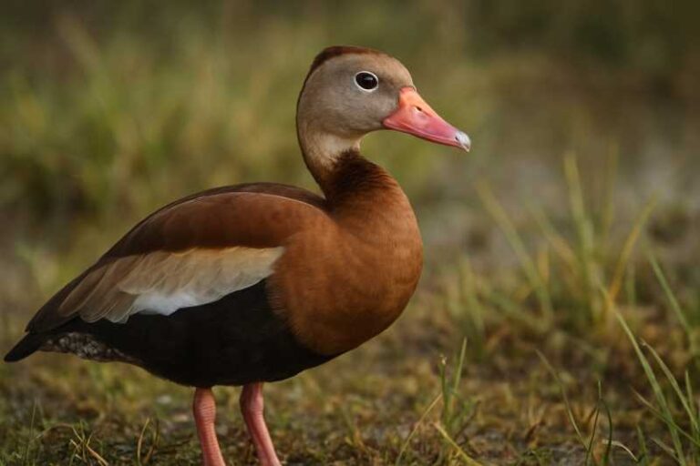 Image of a Black-bellied Whistling Duck in its natural habitat