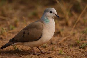Image of a Black-billed Wood Dove in its natural habitat