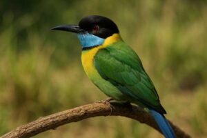 Image of a Black-headed Bee-eater in its natural habitat