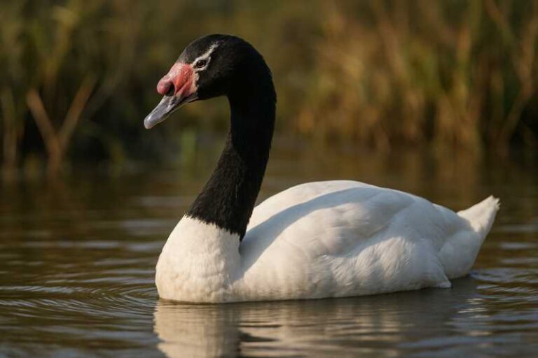 Image of a Black-necked Swan in its natural habitat