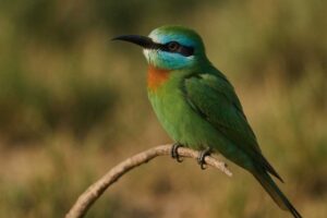 Image of a Blue-cheeked Bee-eater in its natural habitat