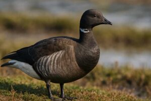 Image of a Brant Goose in its natural habitat