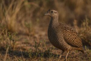 Image of a Brushland Tinamou in its natural habitat