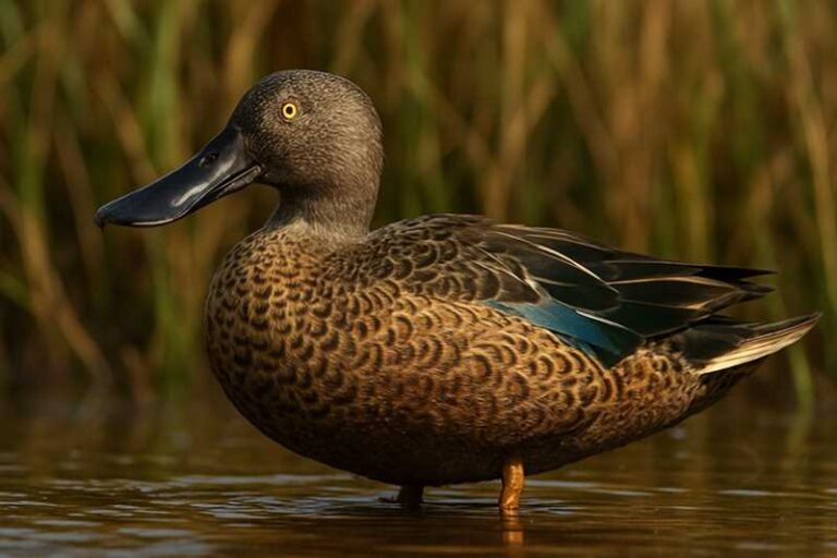 Image of a Cape Shoveler in its natural habitat
