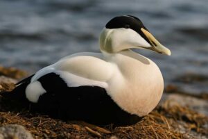 Image of a Common Eider in its natural habitat
