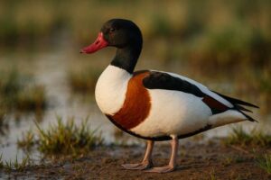Image of a Common Shelduck in its natural habitat