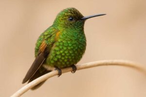 Image of a Coppery Emerald in its natural habitat