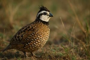 Image of a Crested Bobwhite in its natural habitat