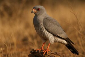 Image of a Gabar Goshawk in its natural habitat