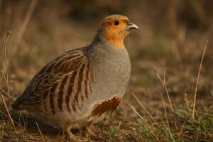 Image of a Grey Partridge in its natural habitat