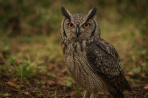 Image of a Greyish Eagle-Owl in its natural habitat