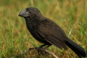 Image of a Groove-billed Ani in its natural habitat