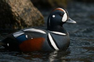 Image of a Harlequin Duck in its natural habitat