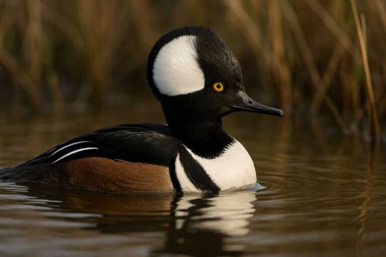 Image of a Hooded Merganser in its natural habitat