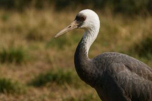 Image of a Hooded Crane in its natural habitat