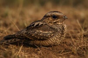 Image of a Indian Nightjar in its natural habitat