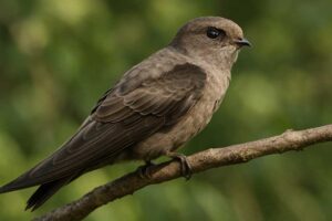 Image of a Indian Swiftlet in its natural habitat