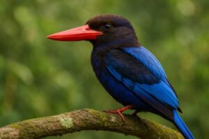 Image of a Javan Kingfisher in its natural habitat