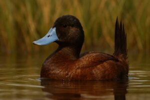Image of a Lake Duck in its natural habitat