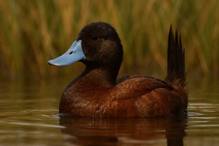 Image of a Lake Duck in its natural habitat