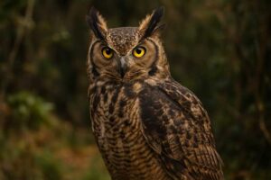 Image of a Lesser Horned Owl in its natural habitat