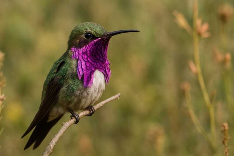 Image of a Lucifer Sheartail in its natural habitat