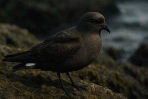 Image of a Matsudaira's Storm Petrel in its natural habitat