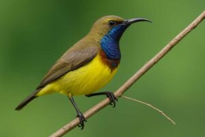 Image of a Ornate Sunbird in its natural habitat