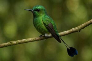 Image of a Peruvian Racket-tail in its natural habitat