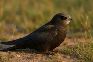 Image of a Plain Swift in its natural habitat