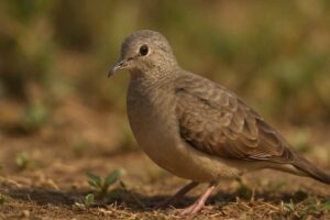 Image of a Plain-breasted Ground Dove in its natural habitat