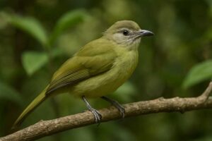 Image of a Plain Greenbul in its natural habitat