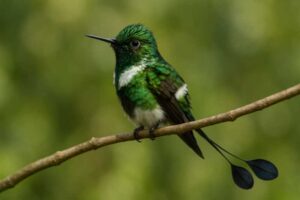 Image of a Racket-tipped Thorntail in its natural habitat