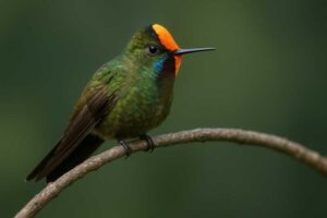 Image of a Rainbow-bearded Thornbill in its natural habitat