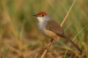 Image of a Red-fronted Prinia in its natural habitat
