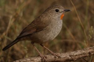 Image of a Redthroat in its natural habitat