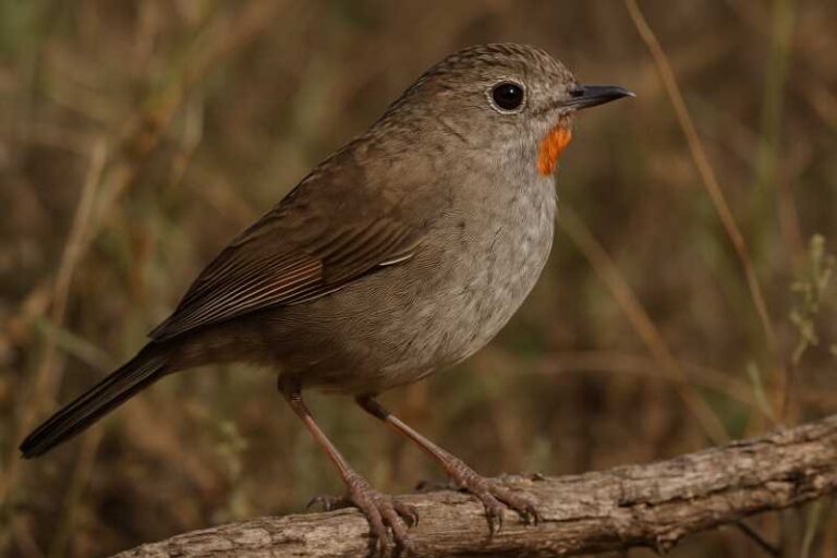 Image of a Redthroat in its natural habitat