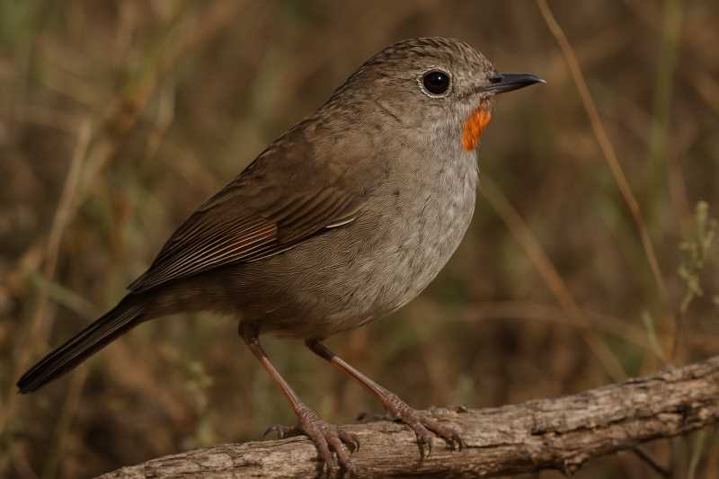 Image of a Redthroat in its natural habitat