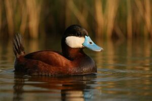 Image of a Ruddy Duck in its natural habitat