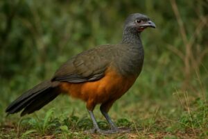 Image of a Rufous-bellied Chachalaca in its natural habitat