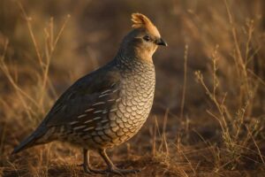 Image of a Scaled Quail in its natural habitat